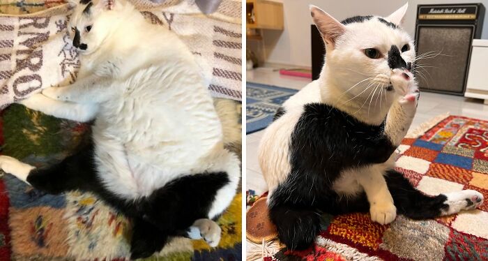 If Cats Would Wear Pants, Would They Wear Them Like This?