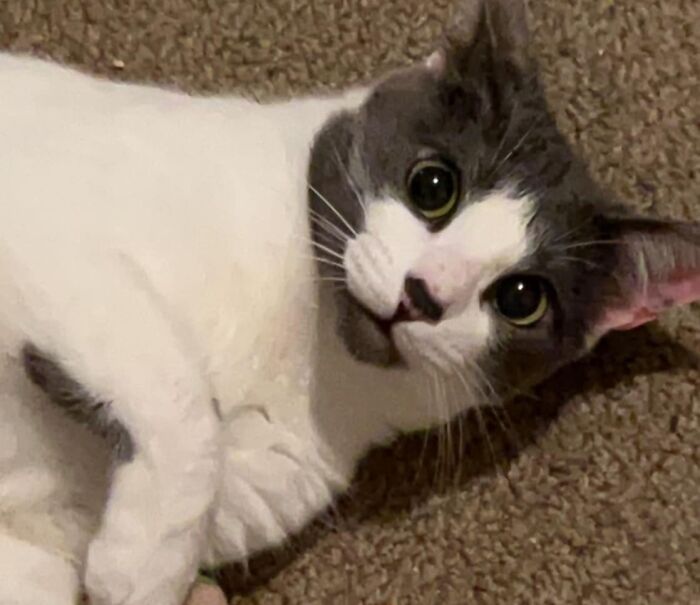 Apollo Has Some Great Face Contour