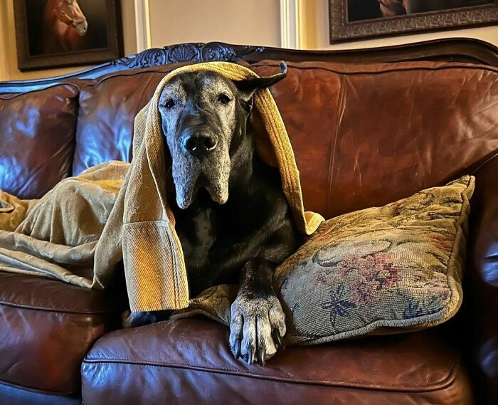 Ellie-Patra Aka Elli-Gantbellur Loves To Snuggle Up Under Her Blanket