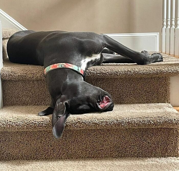 Here’s A Funny Picture Of Belle To Brighten Your Day