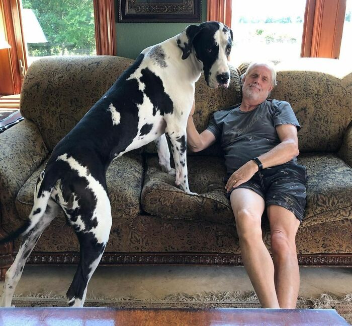 Mikey The Great Dane Loves His Dad