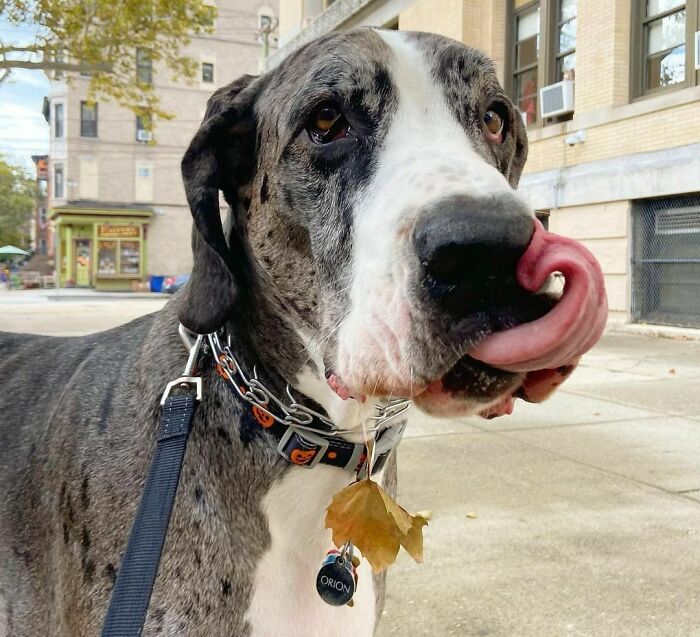 You Know It’s Fall When The Leaves Start Sticking To The Drool