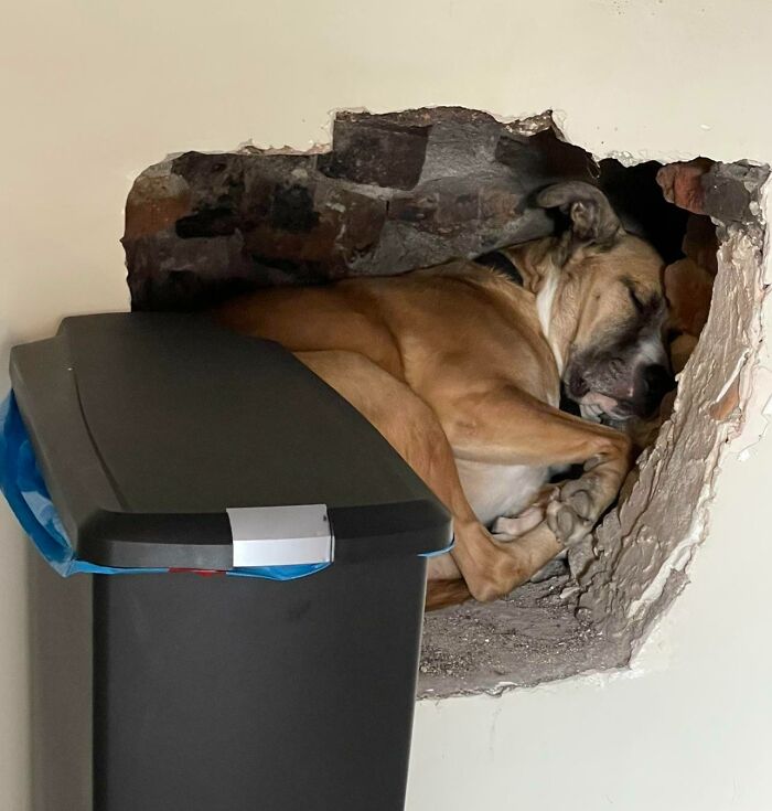 My Friend's Dog Likes To Sleep In The Fireplace