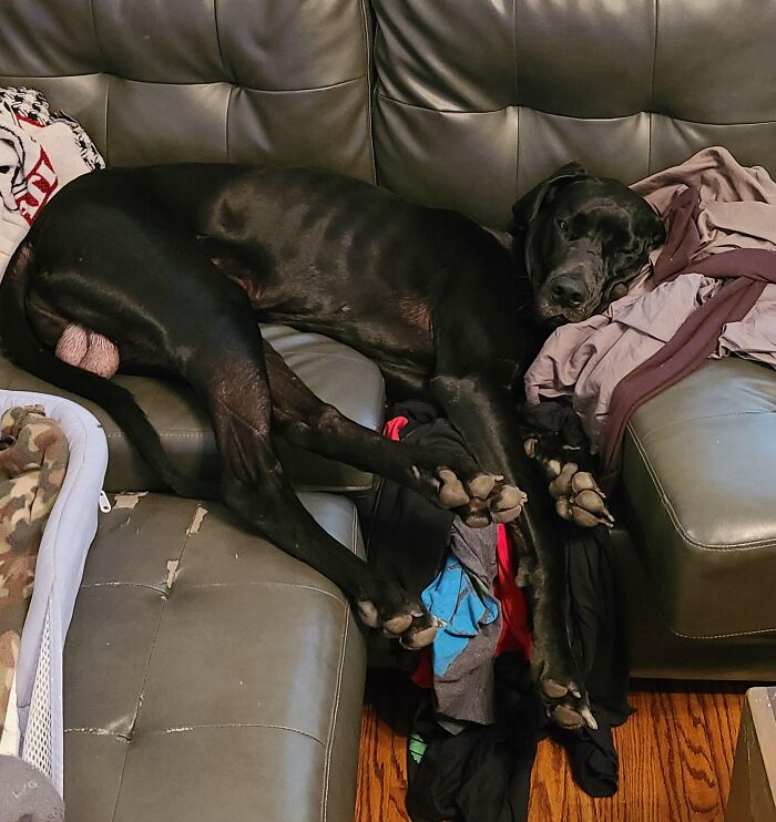 Get A Dane They Said