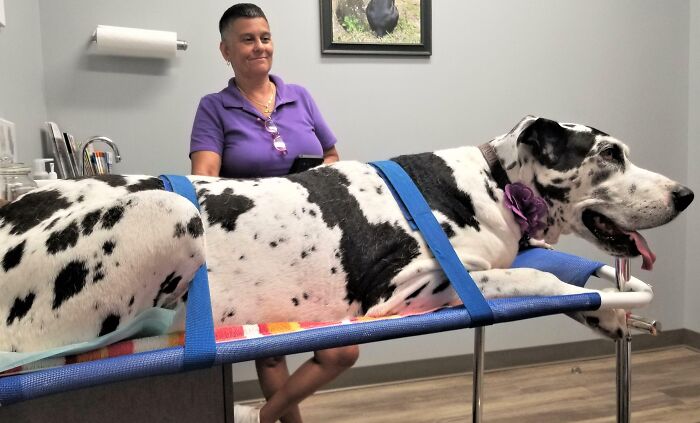 My Laid-Back 11.5-Year-Old Great Dane Lady Rode In Style On A Gurney In The Vet's Office. She's Barely Mobile Anymore And This Setup Kept Her Off Her Feet The Whole Time