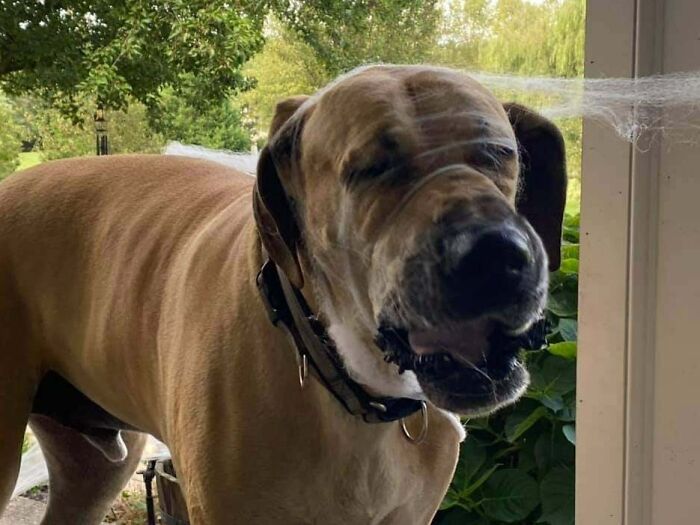 Brody The Great Dane Instantly Regrets Playing With The Halloween Decorations