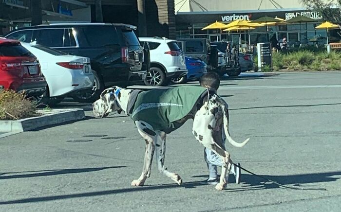 This Kid Walking His Dog