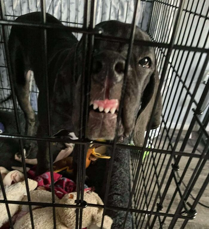 My Girlfriend's Great Dane Puppy Is As Derpy As It Gets