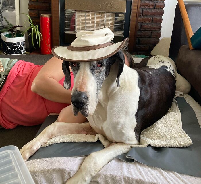 Happy Birthday Huhu. 14 Years Is Amazing For A Great Dane