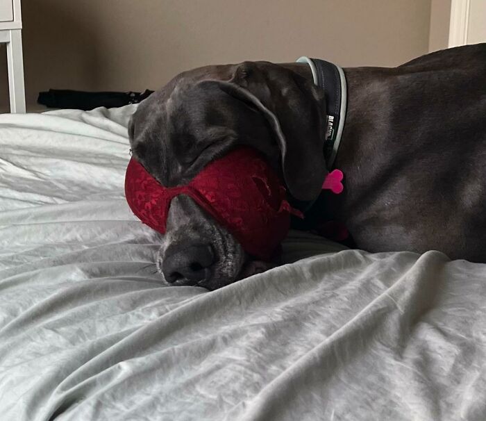 Our Great Dane, Clue, Likes To Play With Socks And Underwear. My Sister Just Sent Me This While I'm At Work... "Spiderman"