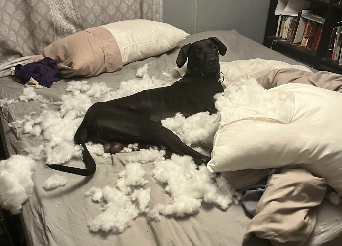 Not Cool Pup! That Was A New Pillow