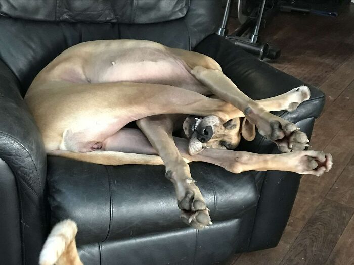 My Sister's Great Dane Is Something Else