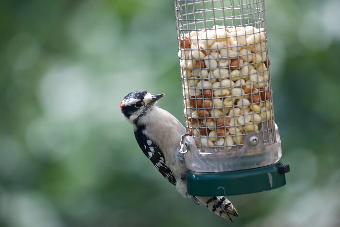 Hang A Bird Feeder 