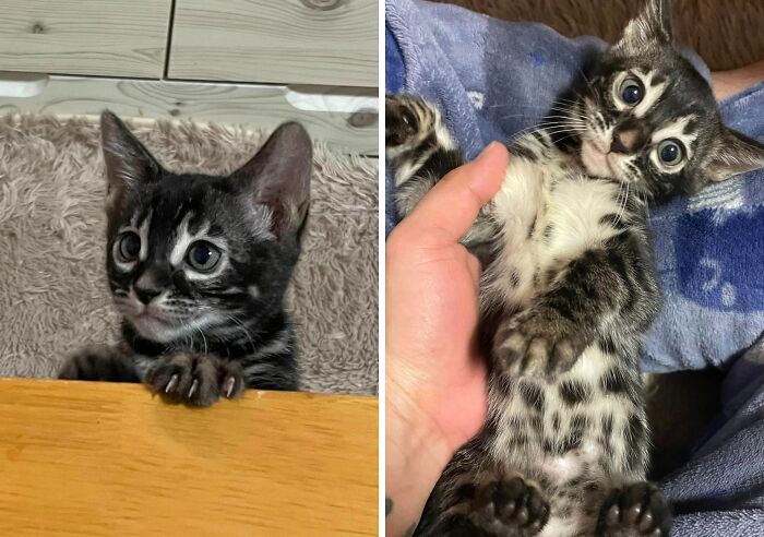 Tan The Charcoal Bengal