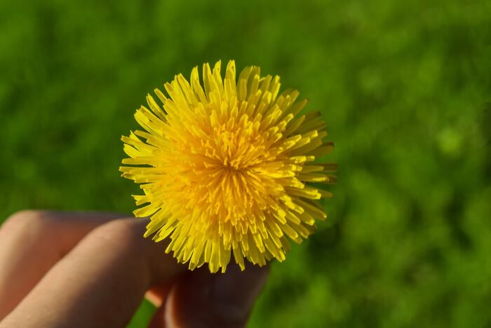 Make A Dandelion Wish