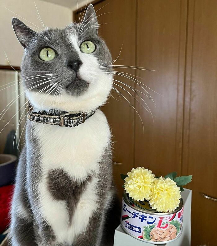 Almost Like That Can Of Tuna Is Shining A Light And Snout Is Casting A Shadow