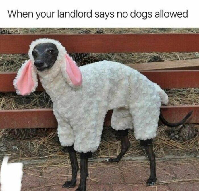 Dog dressed as a sheep, humorously depicting relatable memes.