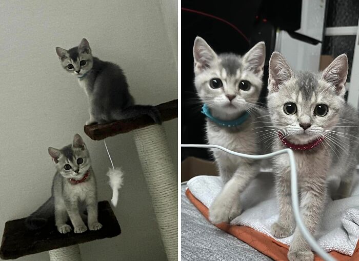 Matching Haircuts For Siblings!
