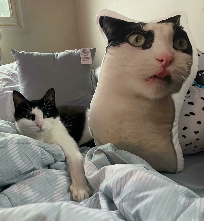 No le gusta lo que elegí para decorar la casa