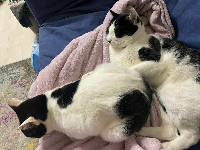 Both Siblings Have Hearts, So Cute