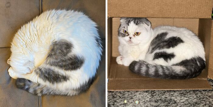 Hard To Throw Out A Box When Greta Fits So Perfectly In There