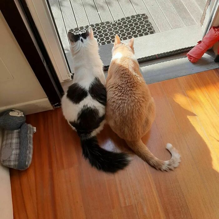 Cat Has A Weird Smiley Face On Its Back