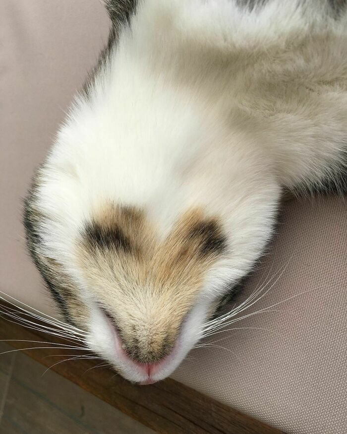 Kitty Must Enjoy Eating A Lot