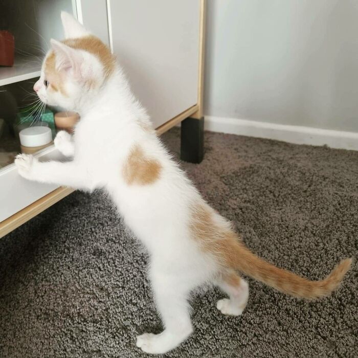 Foster Kitty Shows A Lot Of Love