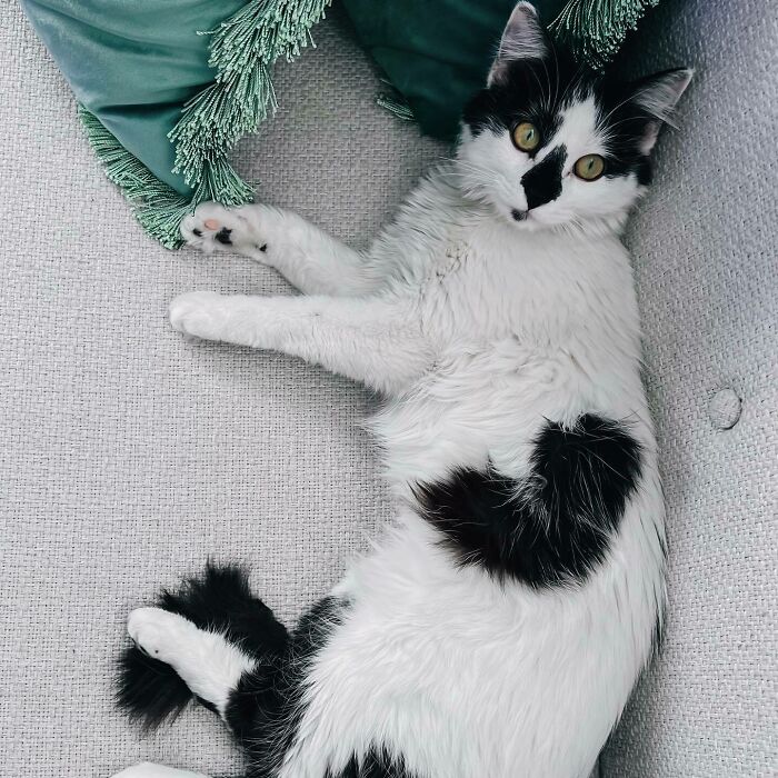 Is There A More Appropriate Picture Of Our Sweet Belle On This Day