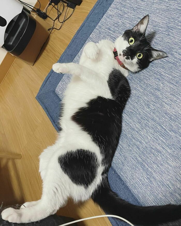 Geometric Kitten Alert