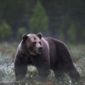 mikhailandreevich avatar