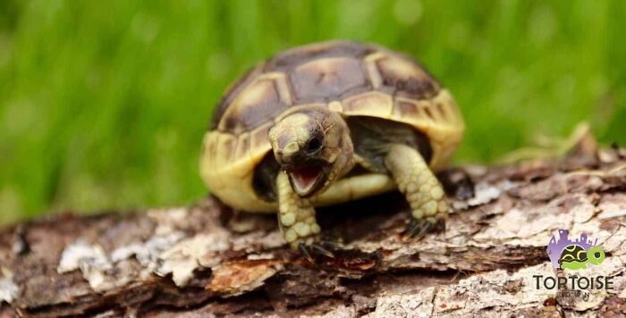 Greek Tortoise. A Little Pricey At ~200-500$ But Will Last You Around 125 Years If Well Cared For
