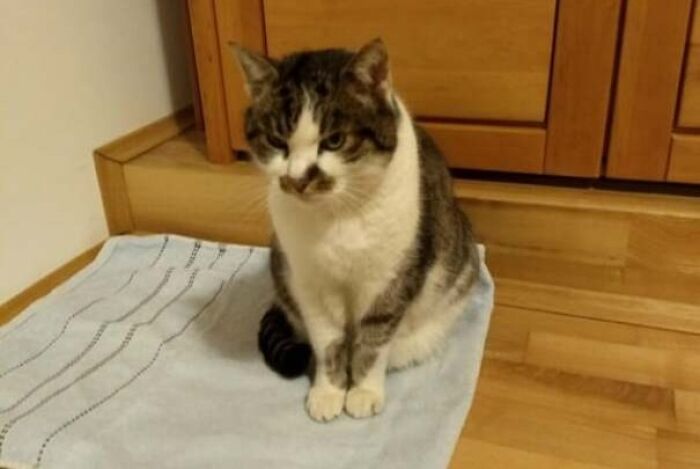 My Cat Has A Fur Pattern That Stretches Perfectly Over Both Legs When He Is Sitting Like This