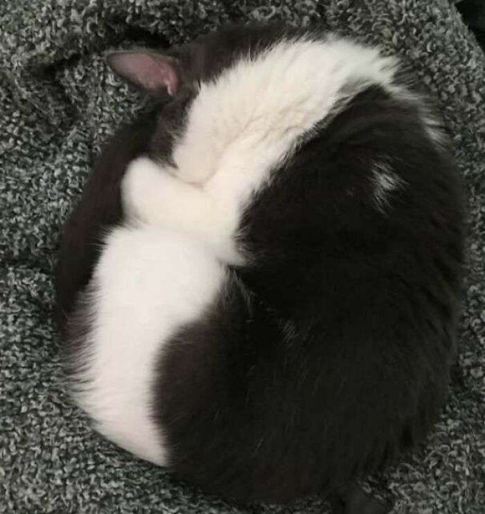 The Way My Cat’s Fur Lines Up When He’s Asleep