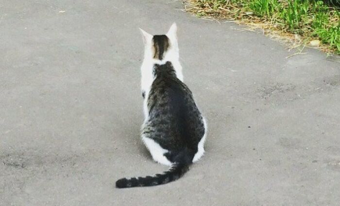 Hey, Cat, There's A Cat On Your Back