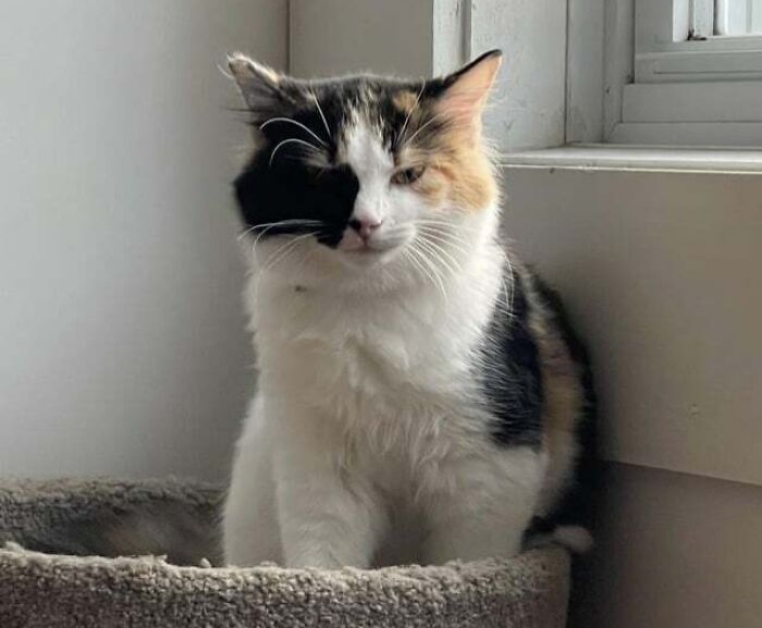 Maybe Ragamuffin Is A Two Face Cat!