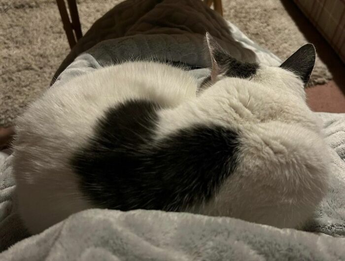 I Have The Heated Blanket Switched On And Margaret Loves It