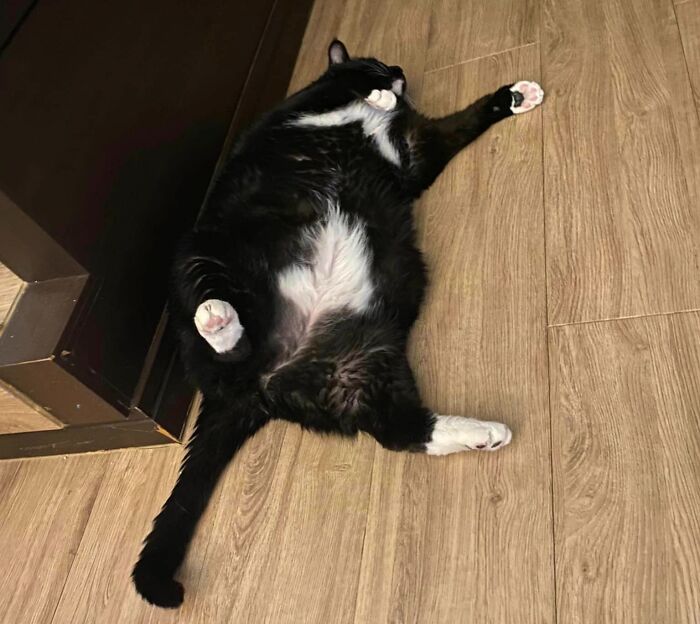 Is That A Maple Leaf On Your Stomach?