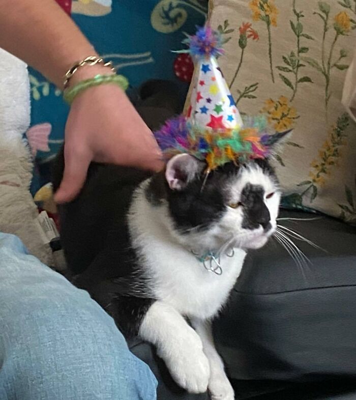 Ponsu Looks Like He Has Some Birthday Cake On His Face And Is Not Too Pleased