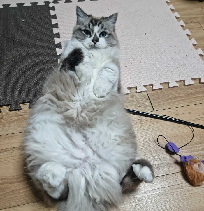 Morae Has A Spot, That Lines Up Perfectly With Her Side And Her Paw