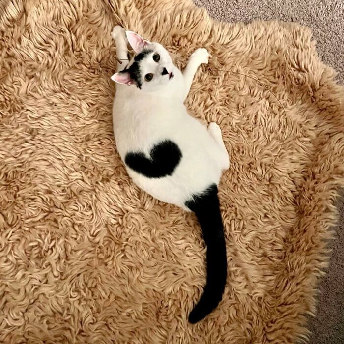 Henlo! I’m Vincent Vangatogh