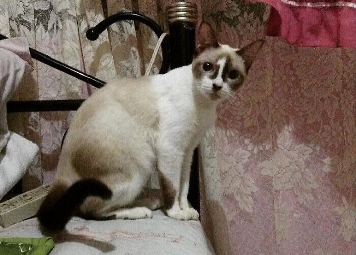 Friend's Cat Has A Number 1 On Its Forehead