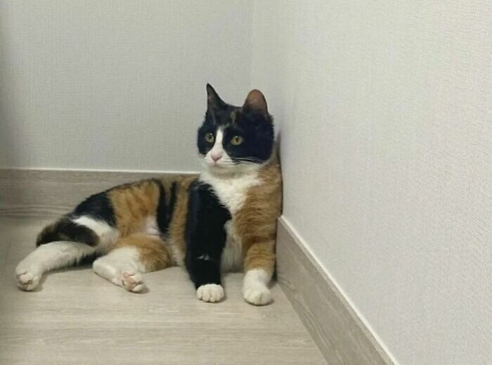 Mix And Match Sleeves