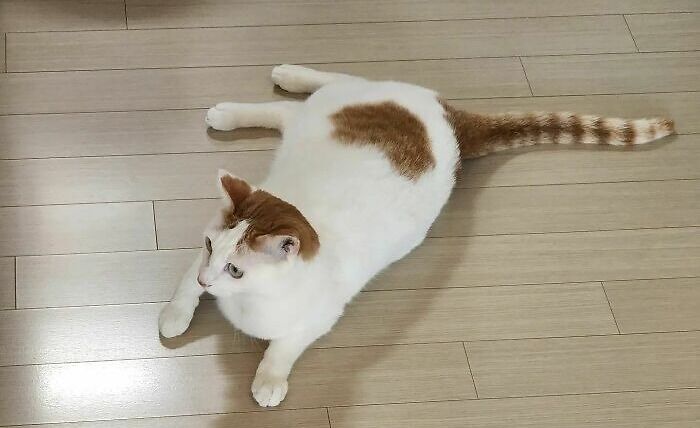 Siwol Carries Its Heart On Its Thigh