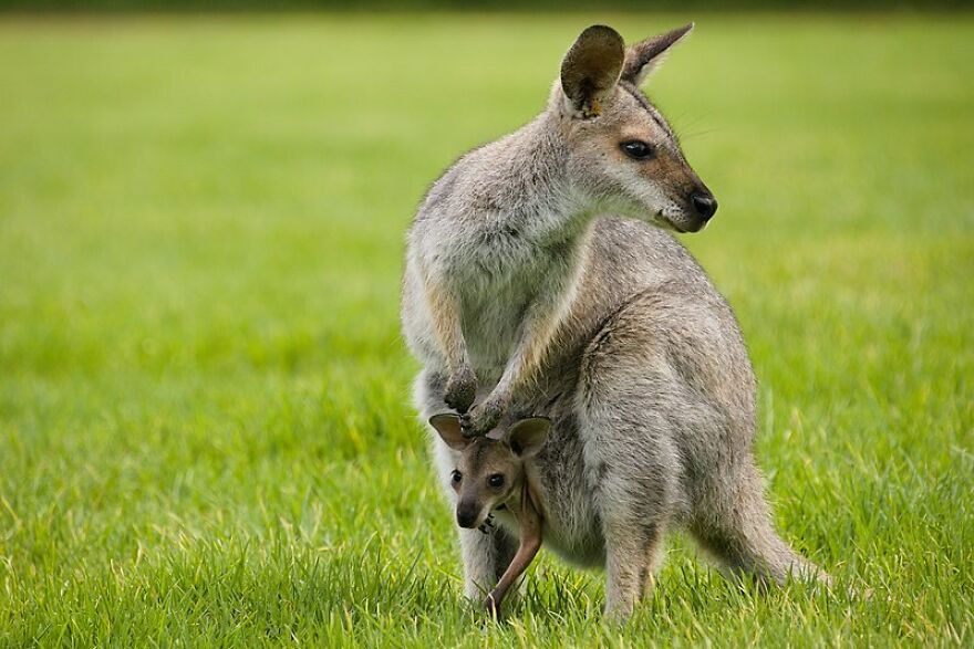 Red-necked wallaby with a joey in its pouch at Bunya Mountains National Park, Dandabah Camping Area, Bunya Ave, Bunya Mountains QLD 4405