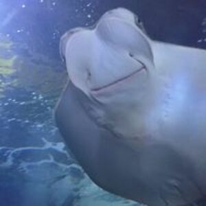 skrzeczkowski avatar