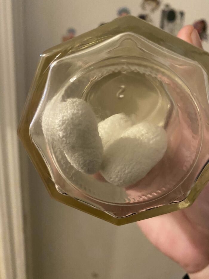 We Found This On Top Of A Bookcase While Cleaning Our Office. It Appears That The Jar Is Sealed. The White Things Inside Weigh Next To Nothing. We Didn’t Want To Open It Until We Have Some Idea As To What It Is. They Look Pretty Soft. Nothing Identifying On The Jar Itself