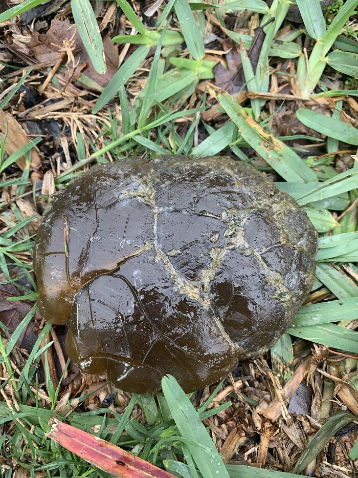 Hard, Waxy, Blob-Looking Thing Found During Low Tide