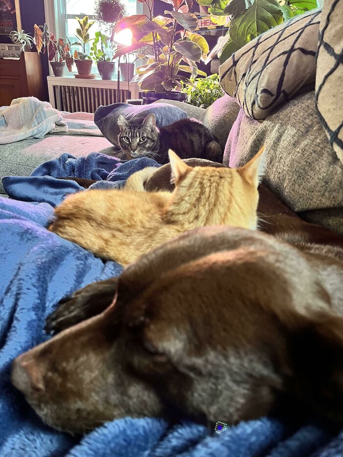 Do Cats Get Jealous?