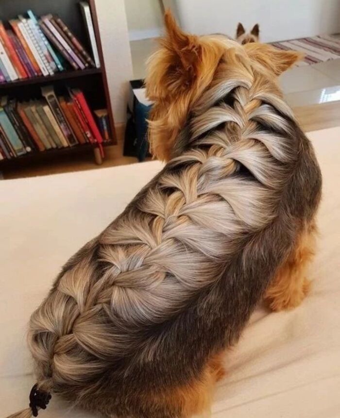 Trenza francesa en un Yorkie